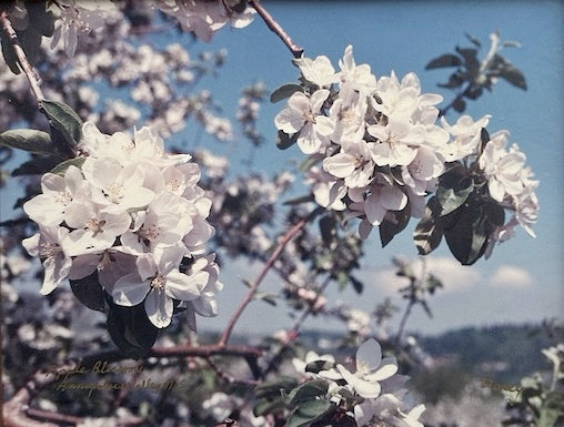 Barry Dorey, Apple Blossoms