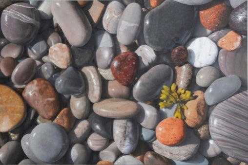 Herzl Kashetsky, Beach Stones with Seaweed