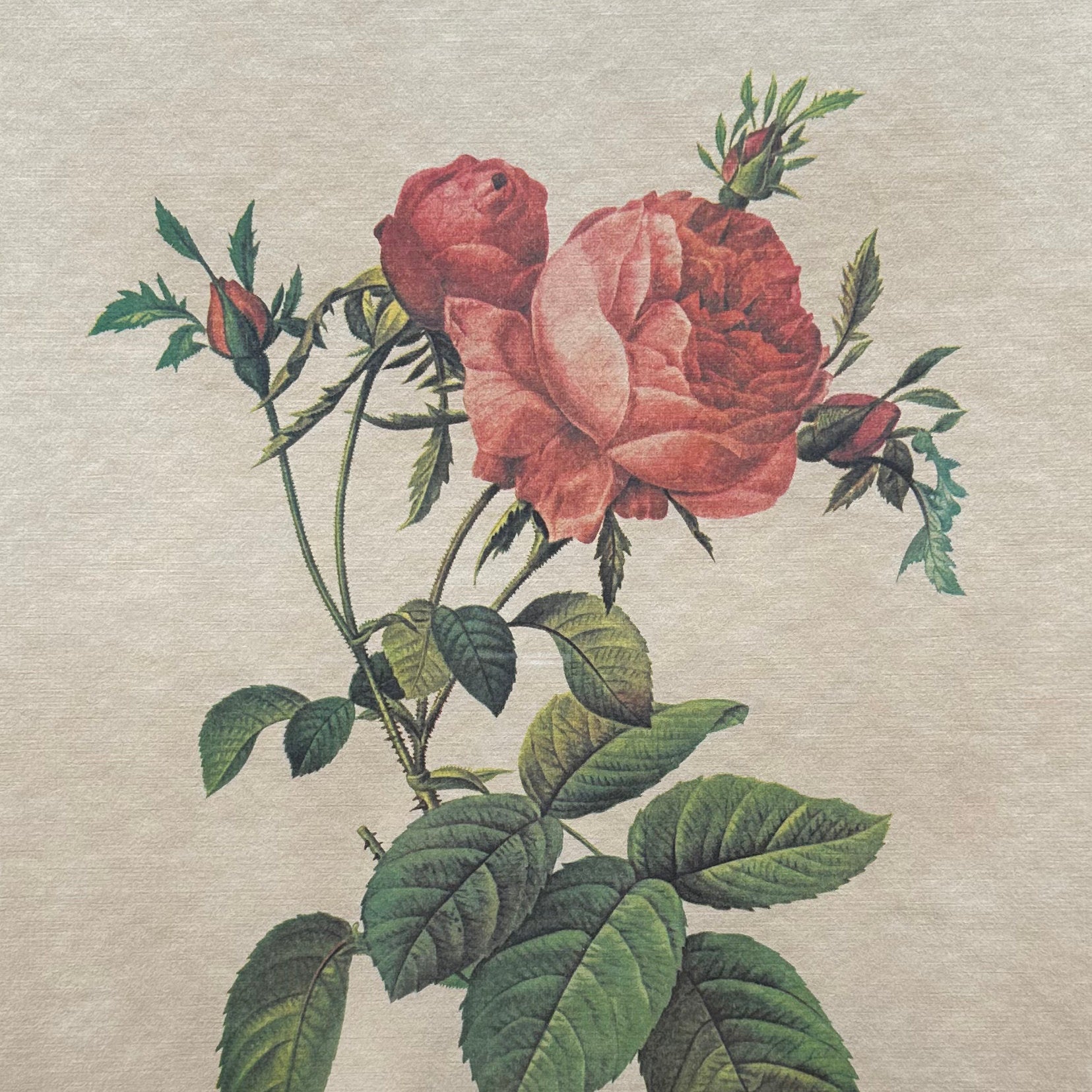 print, Floral P. J. Redouté, Cover view