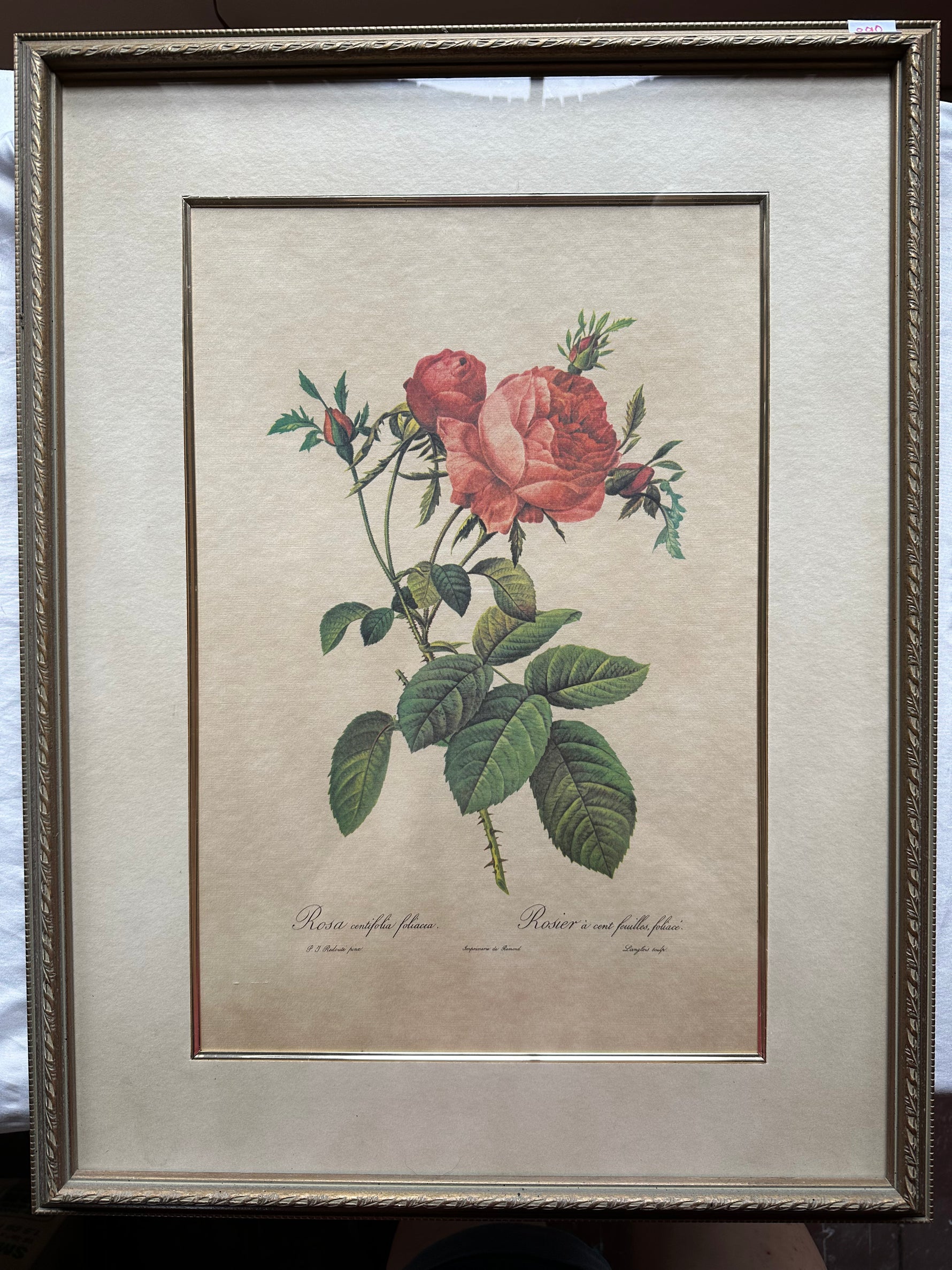 Print, Floral, P. J. Redouté, Front view