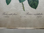 Print, Floral, P. J. Redouté, Signature view