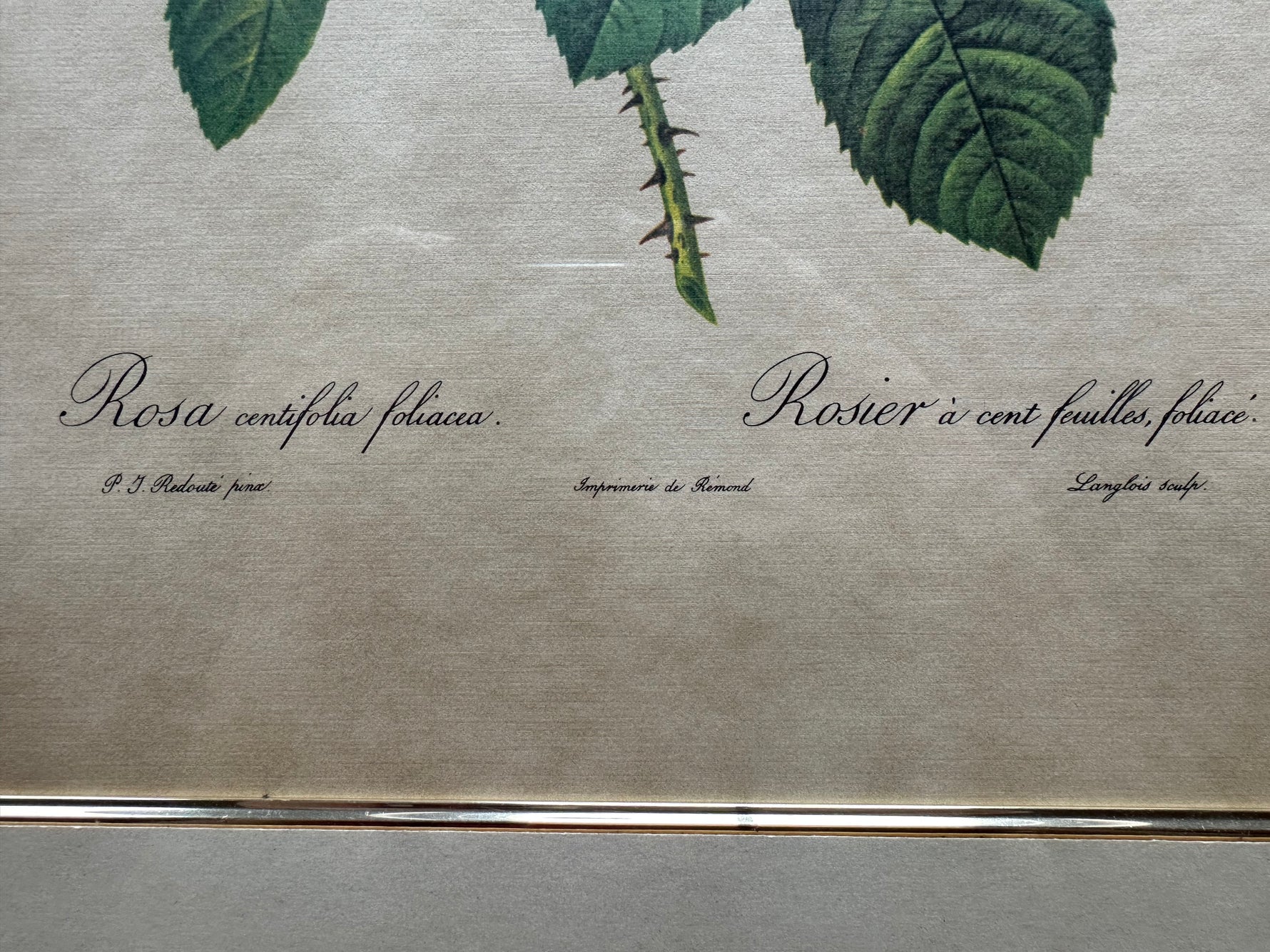Print, Floral, P. J. Redouté, Signature view