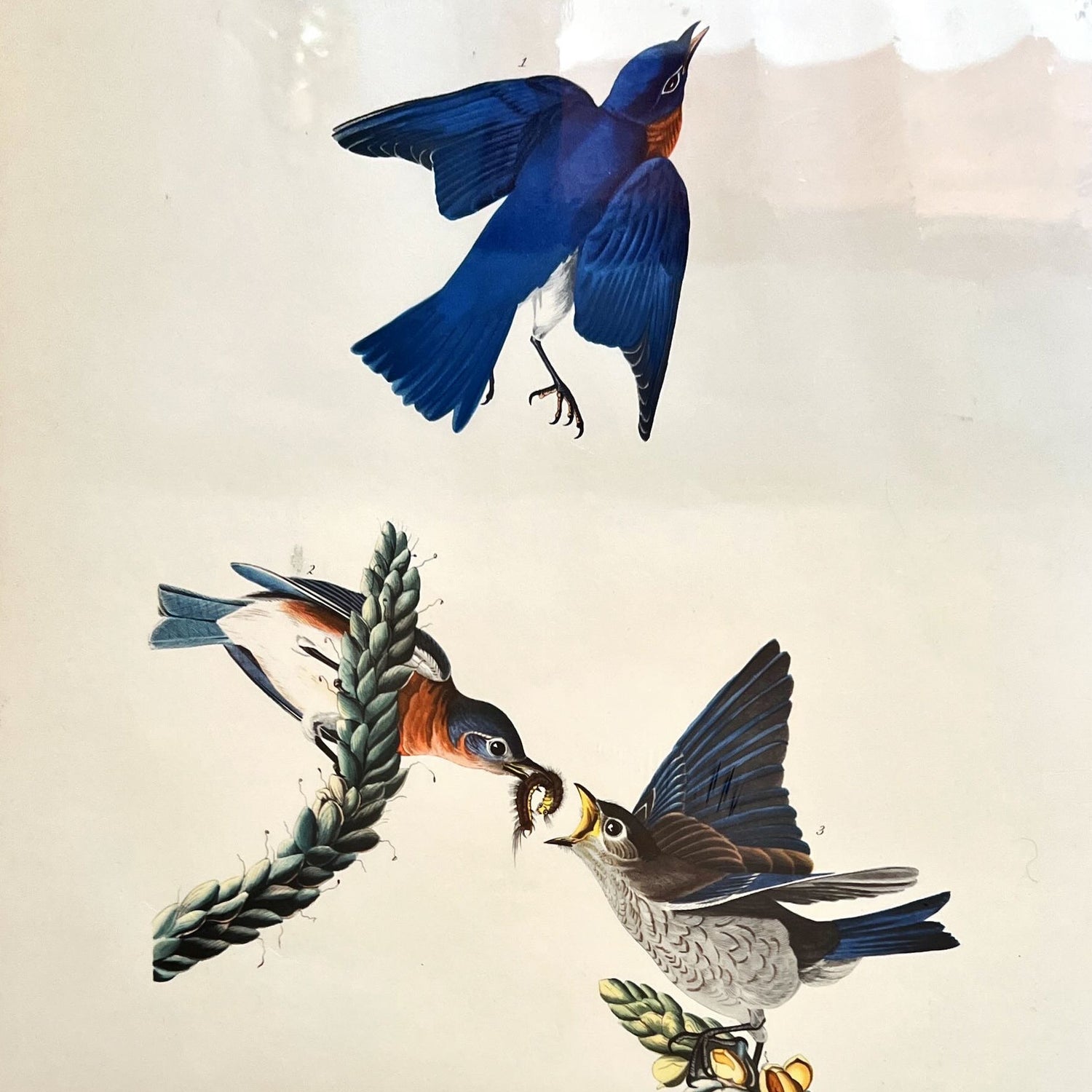 print, Birds J.J. Audubon, Cover view
