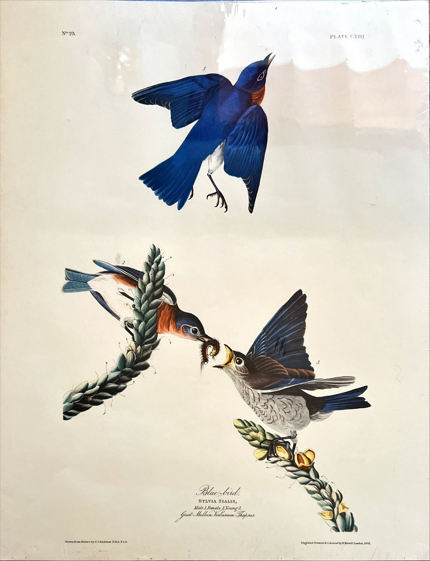 Print, Birds, J.J. Audubon, Front view