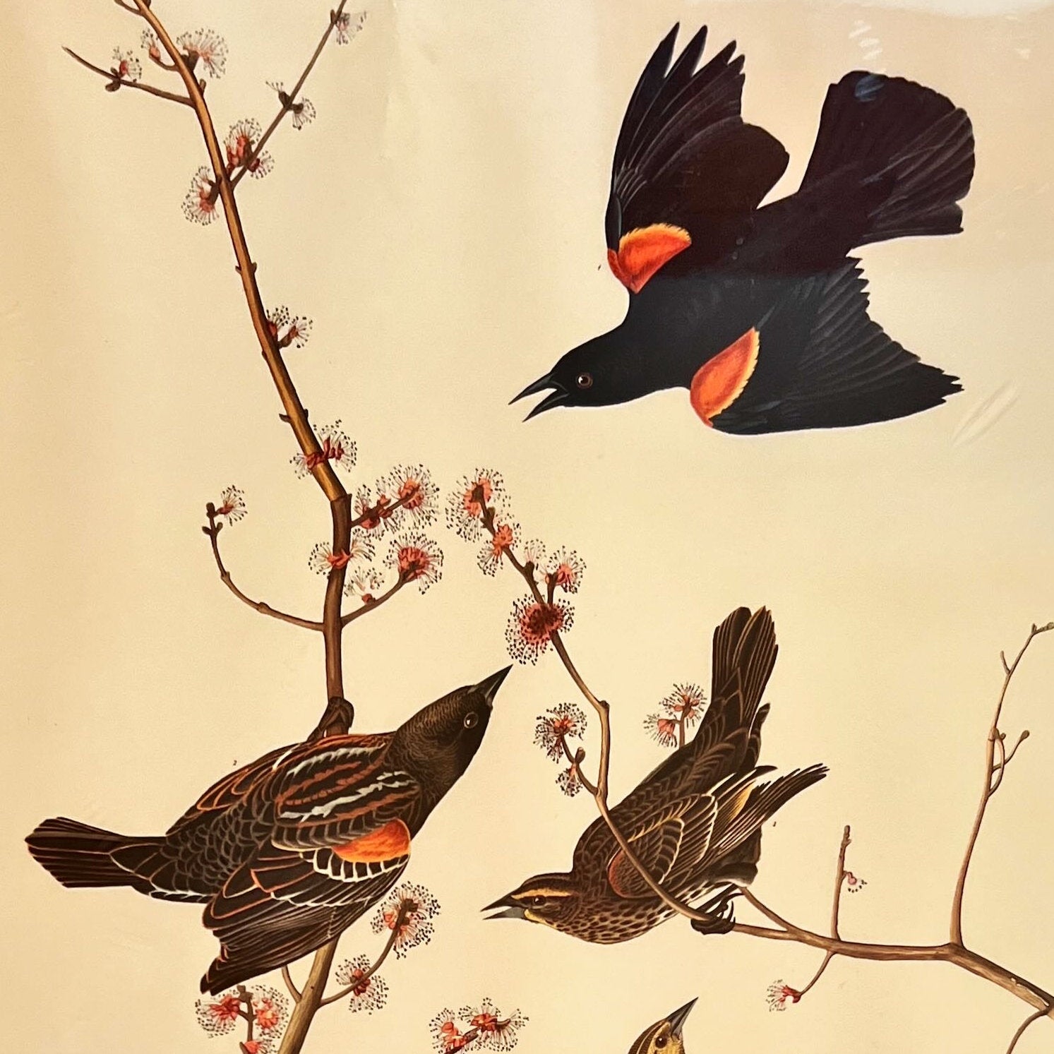 print, Birds J.J. Audubon, Cover view
