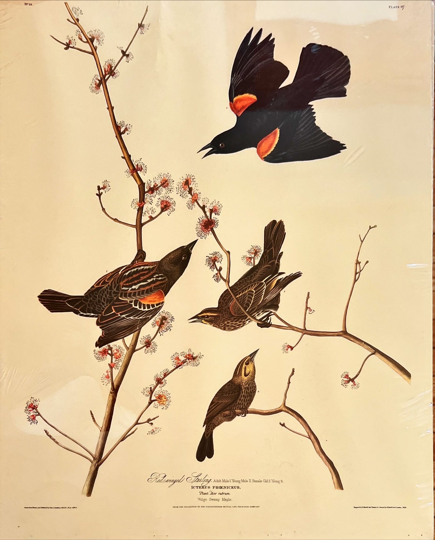 Print, Birds, J.J. Audubon, Front view