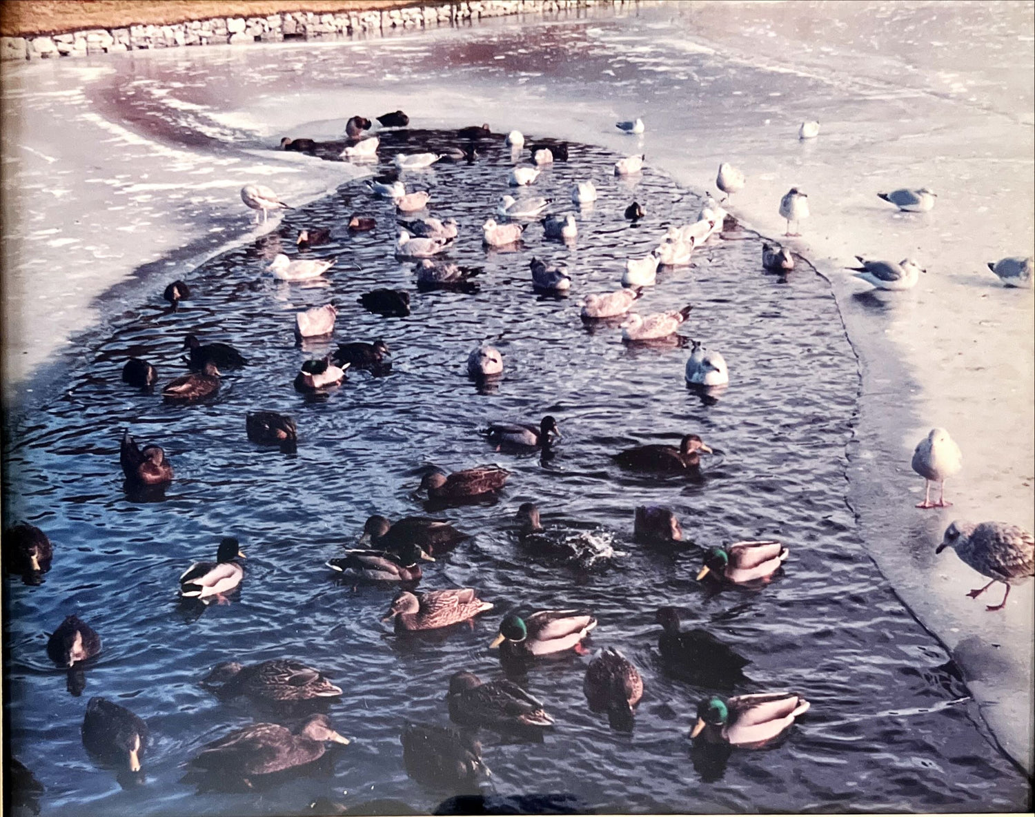 Photo, Waterfowl Unknown Artist, Art view