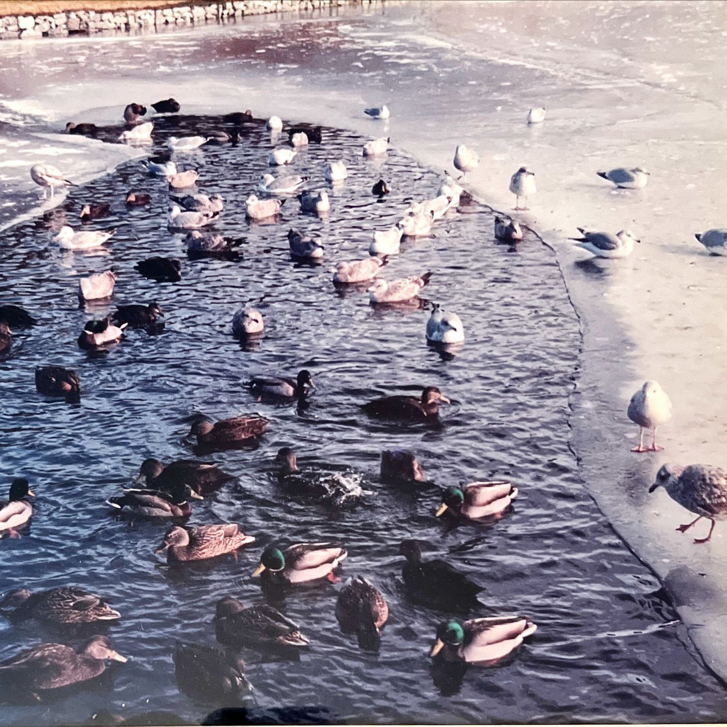Photo, Waterfowl Unknown Artist, Cover view