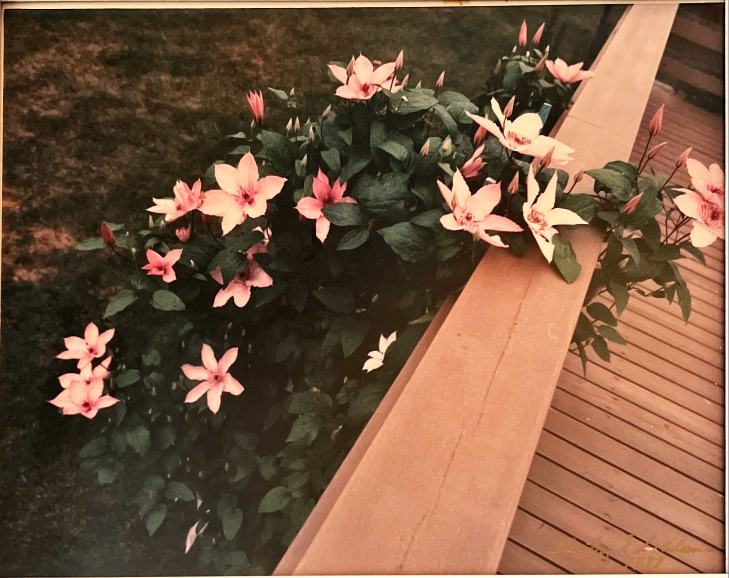 Photo, Floral Unknown Artist, Art view