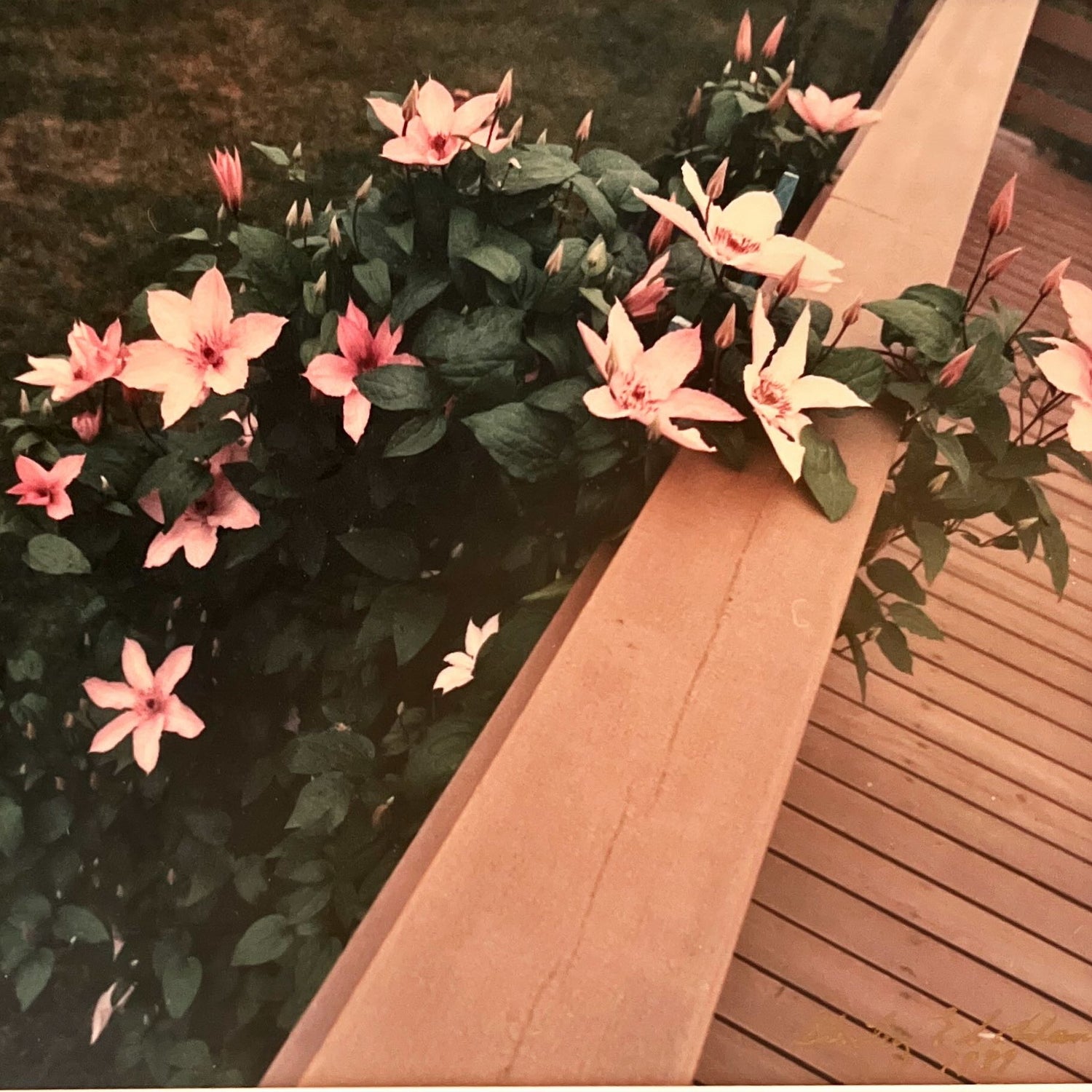 Photo, Floral Unknown Artist, Cover view
