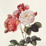 print, Floral Unknown Artist, Cover view