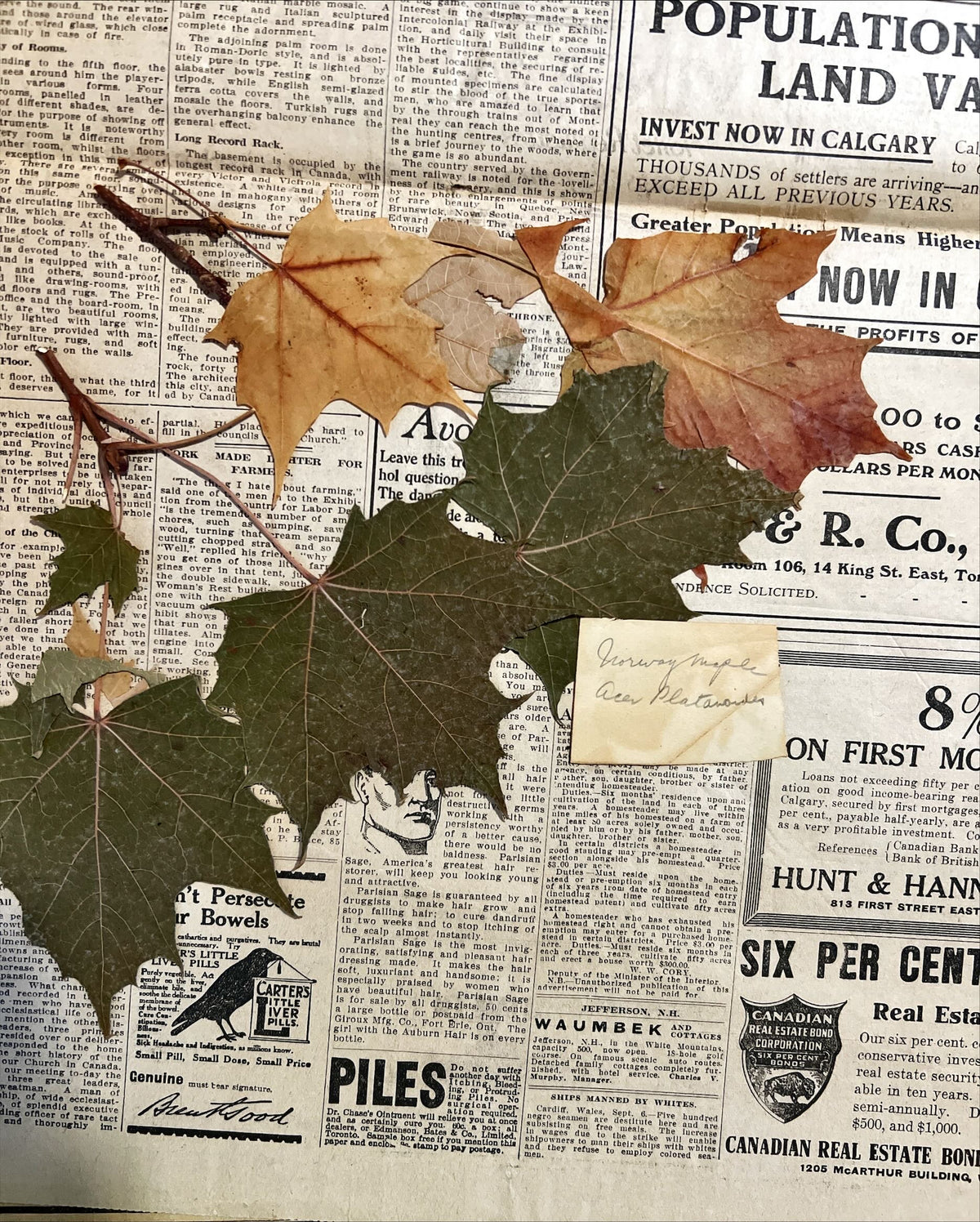 Newspaper, News, The Globe, The Globe, Toronto, Thursday, September 7, 1911 – Three Pages – With Pressed Leaves Inside, Top view