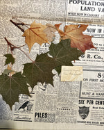 Newspaper, News, The Globe, The Globe, Toronto, Thursday, September 7, 1911 – Three Pages – With Pressed Leaves Inside, Top view