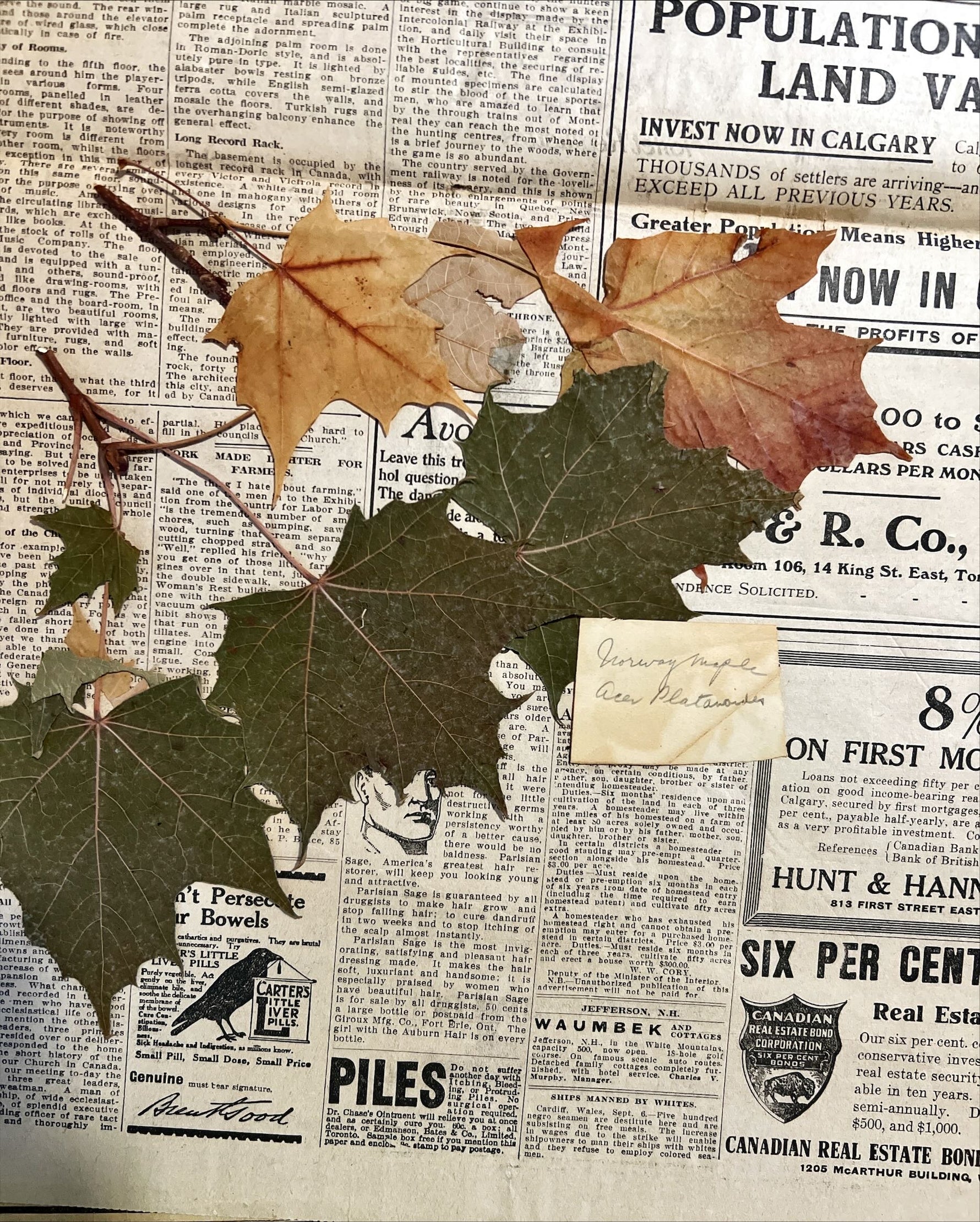 Newspaper, News, The Globe, The Globe, Toronto, Thursday, September 7, 1911 – Three Pages – With Pressed Leaves Inside, Top view