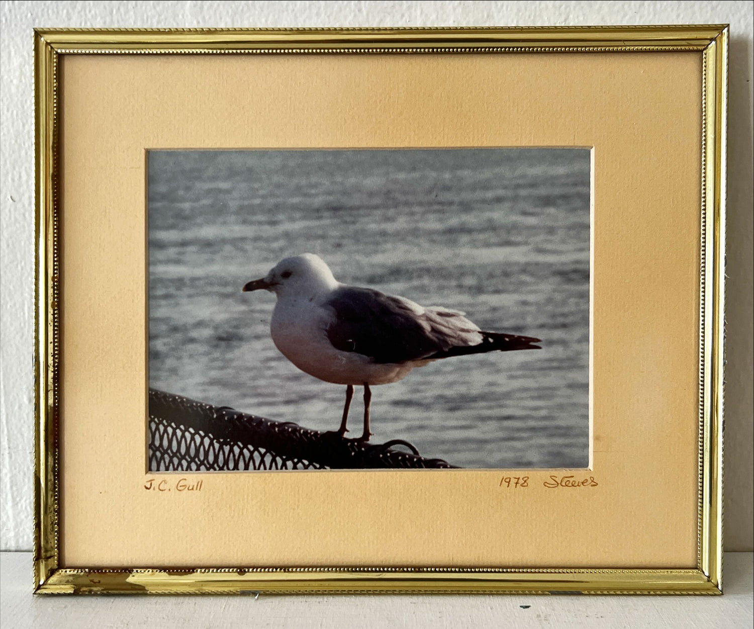 Photo, Birds Steeves, Front view