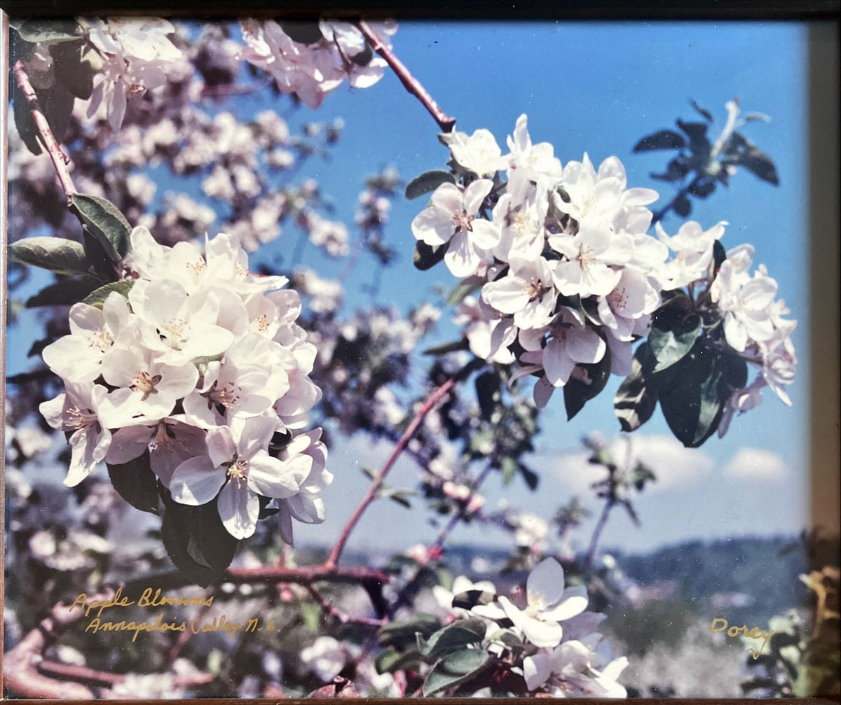 Photo, Floral Barry Dorey, Art view