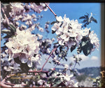 Photo, Floral Barry Dorey, Art view