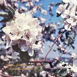 Photo, Floral Barry Dorey, Cover view