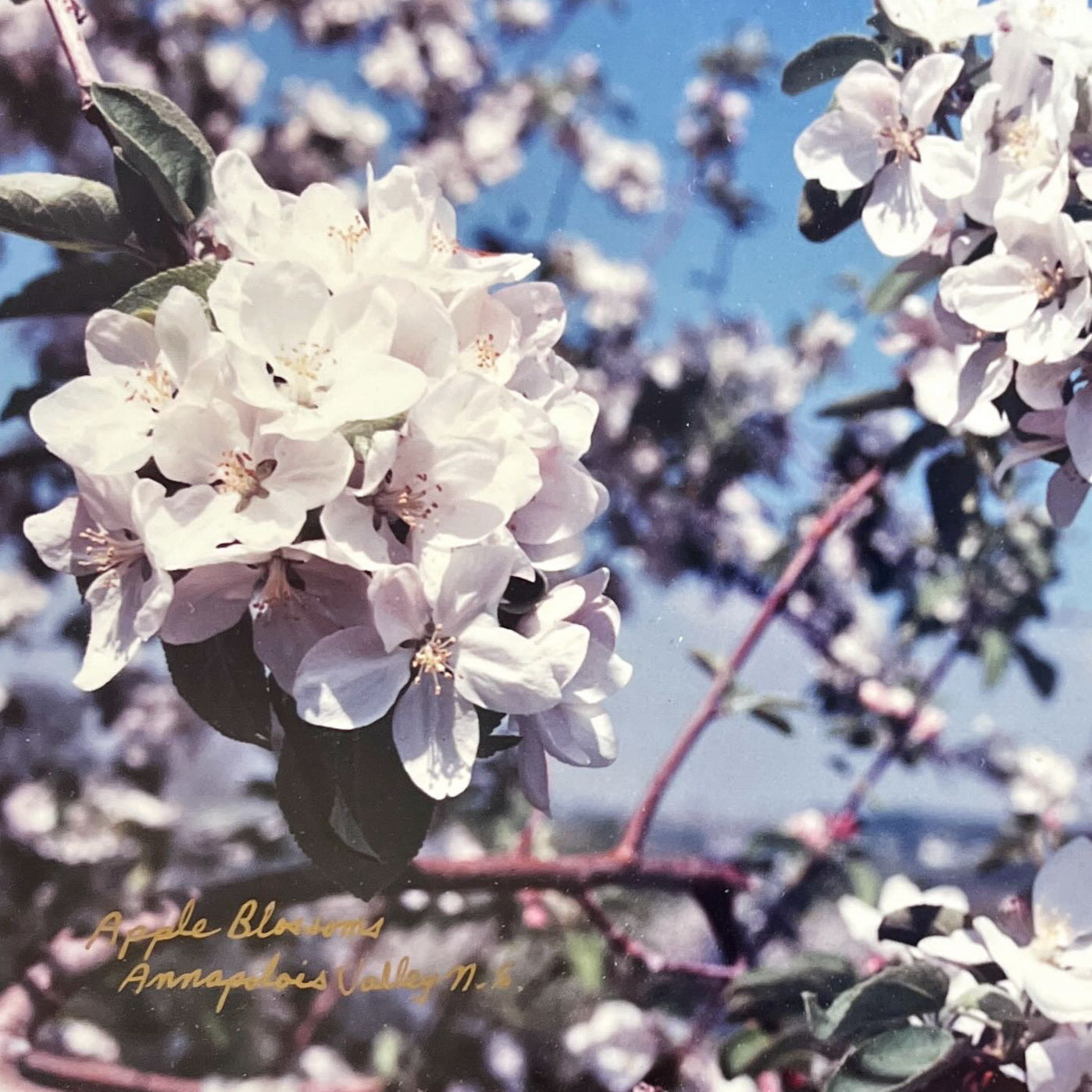 Photo, Floral Barry Dorey, Cover view