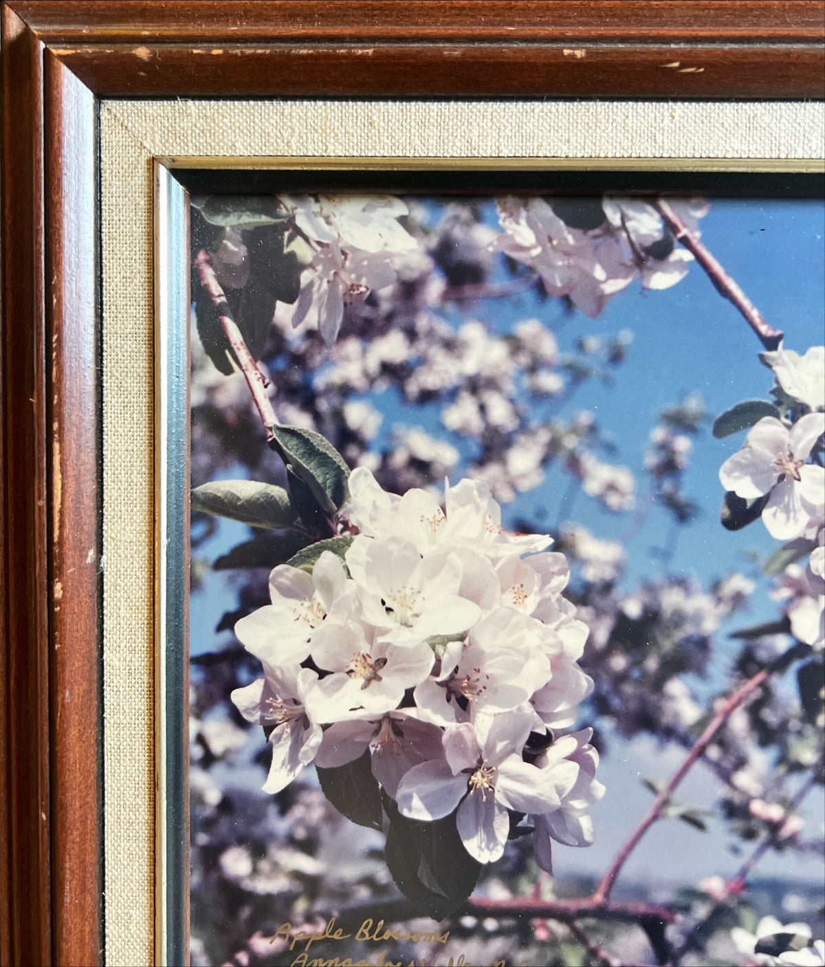 Photo, Floral Barry Dorey, Damage view
