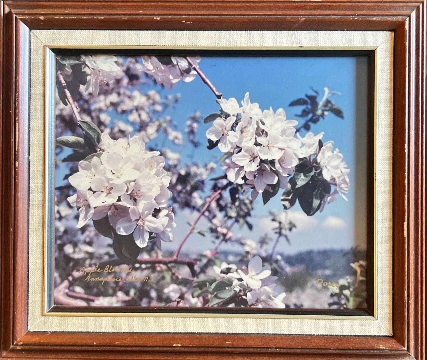 Photo, Floral Barry Dorey, Front view