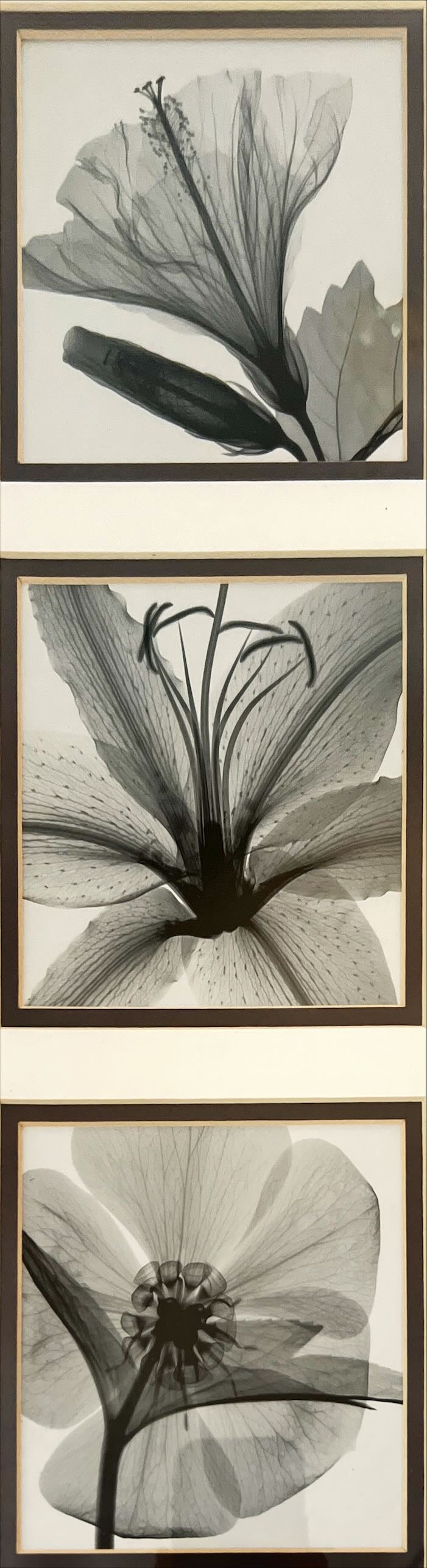 Print, Floral, Unknown Artist, Art view