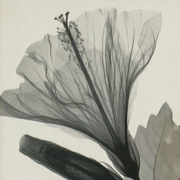 print, Floral Unknown Artist, Cover view