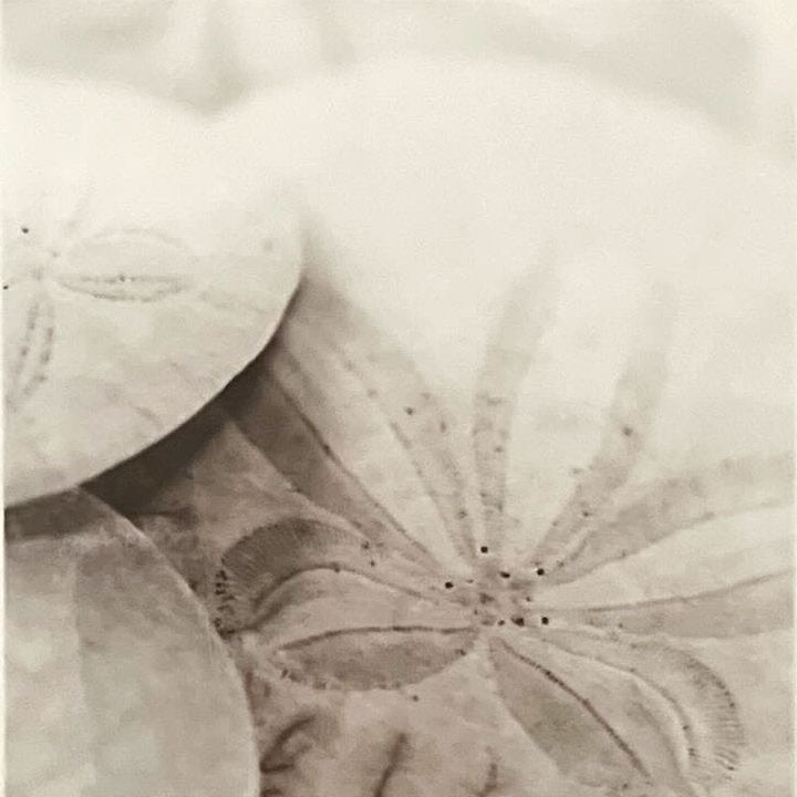 print, Still Life Unknown Artist, Cover view