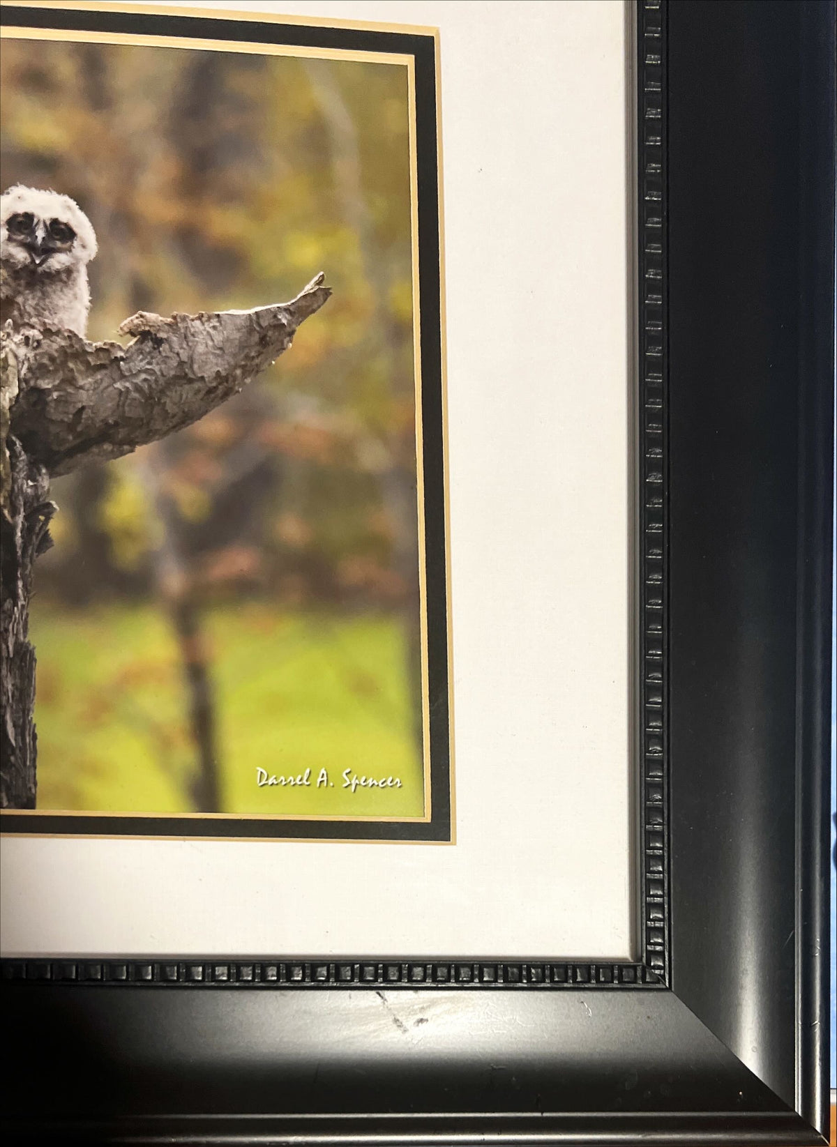 Print, Birds, Darrel A. Spencer, Damage view