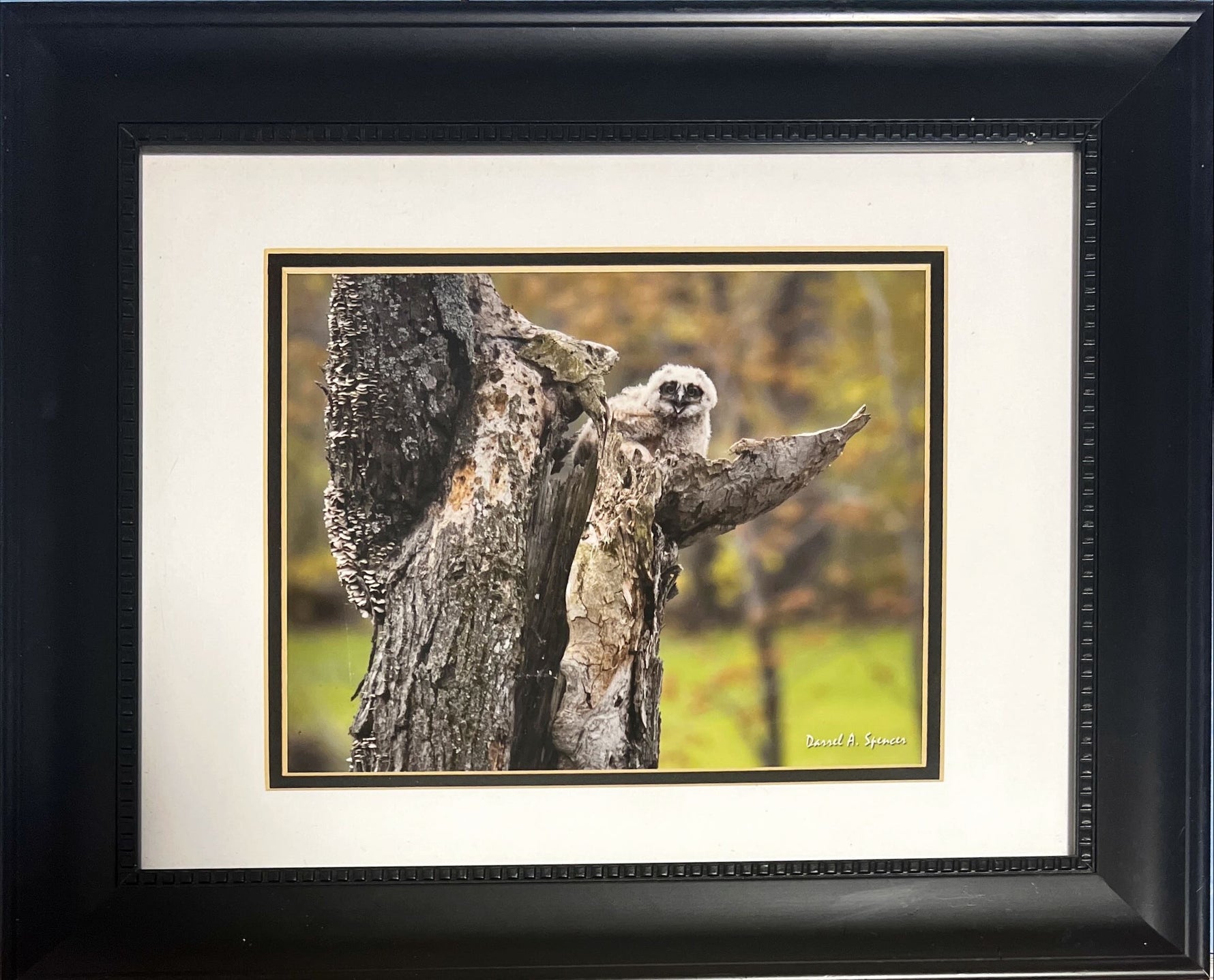 Print, Birds, Darrel A. Spencer, Front view