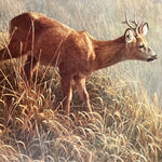 print, Animals Robert Bateman, Cover view