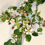 print, Floral Frances Turner, Cover view