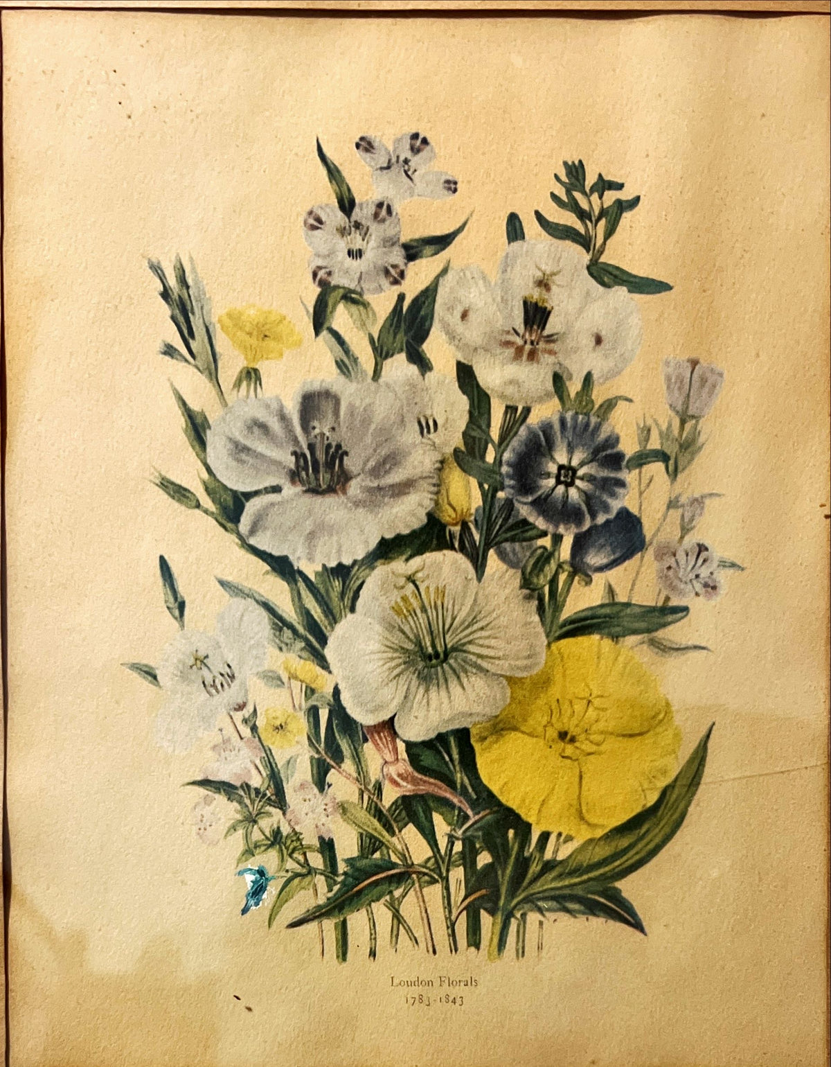 Print, Floral, Jane Wells Webb Loudon, Art view