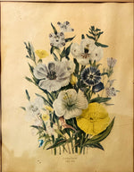 Print, Floral, Jane Wells Webb Loudon, Art view