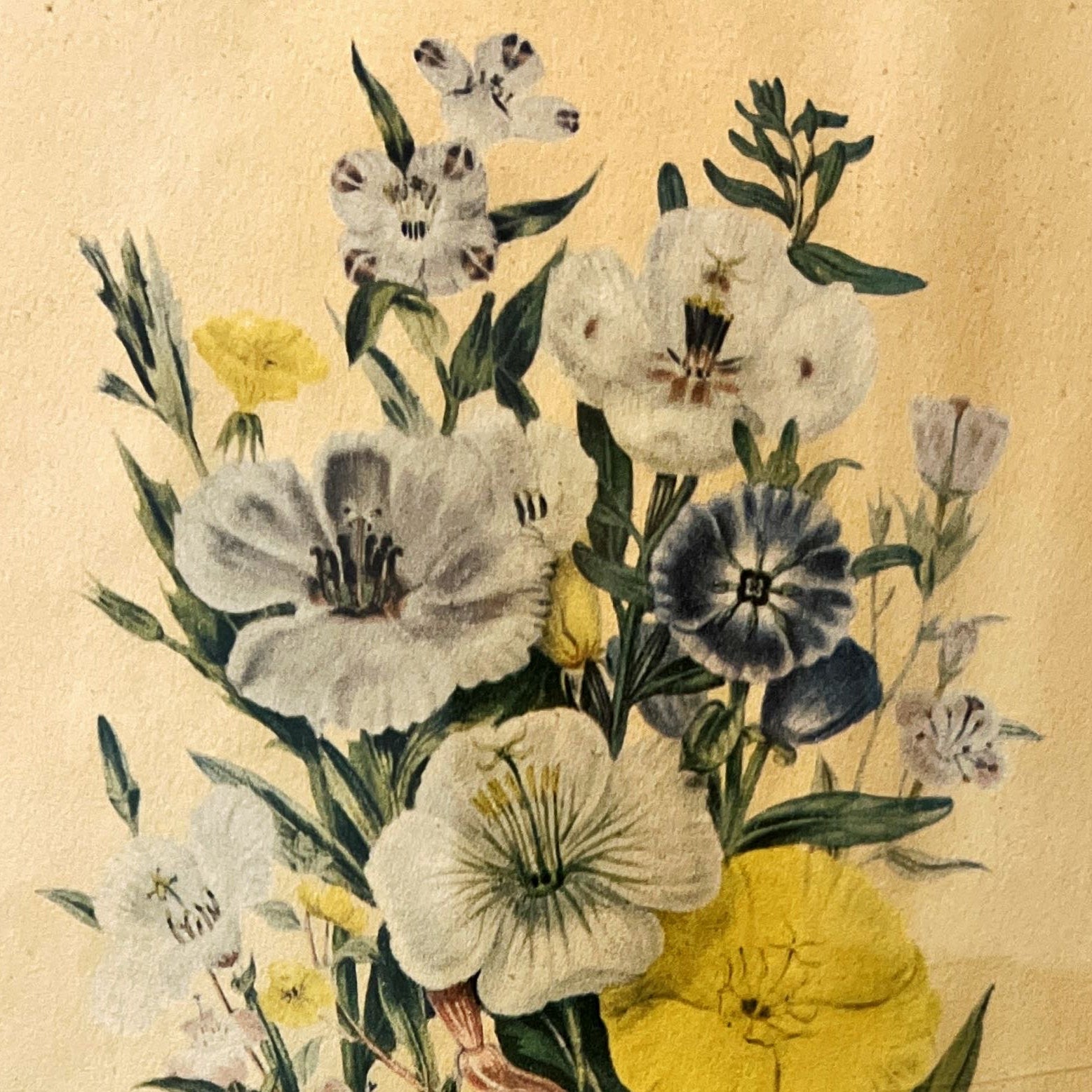 print, Floral Jane Wells Webb Loudon, Cover view