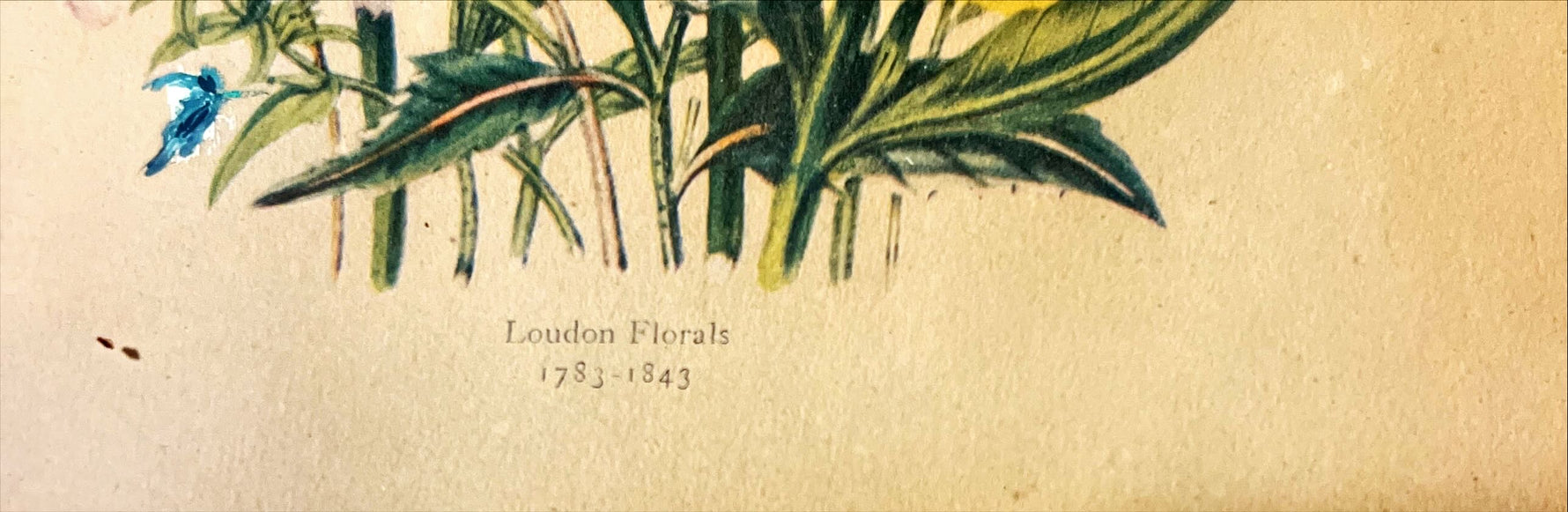 Print, Floral, Jane Wells Webb Loudon, Title view