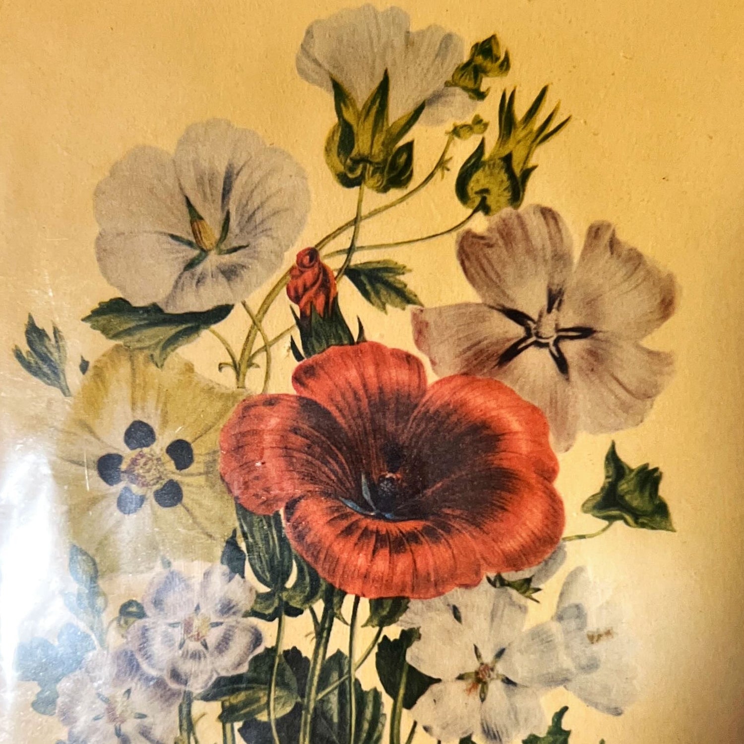 print, Floral Jane Wells Webb Loudon, Cover view