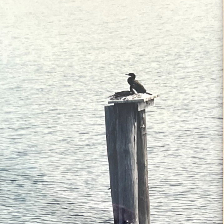 Photo, Waterfowl Unknown Artist, Cover view