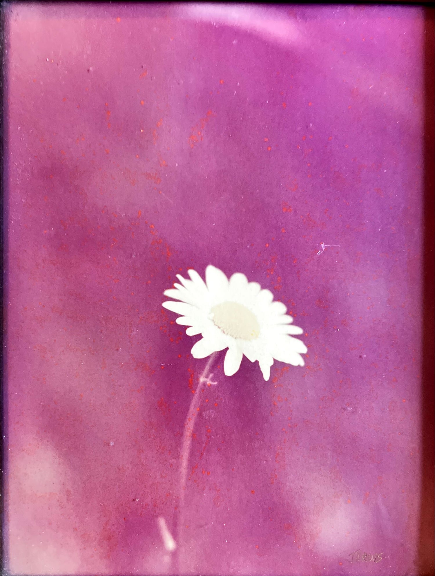 Photo, Floral Jarvis, Art view