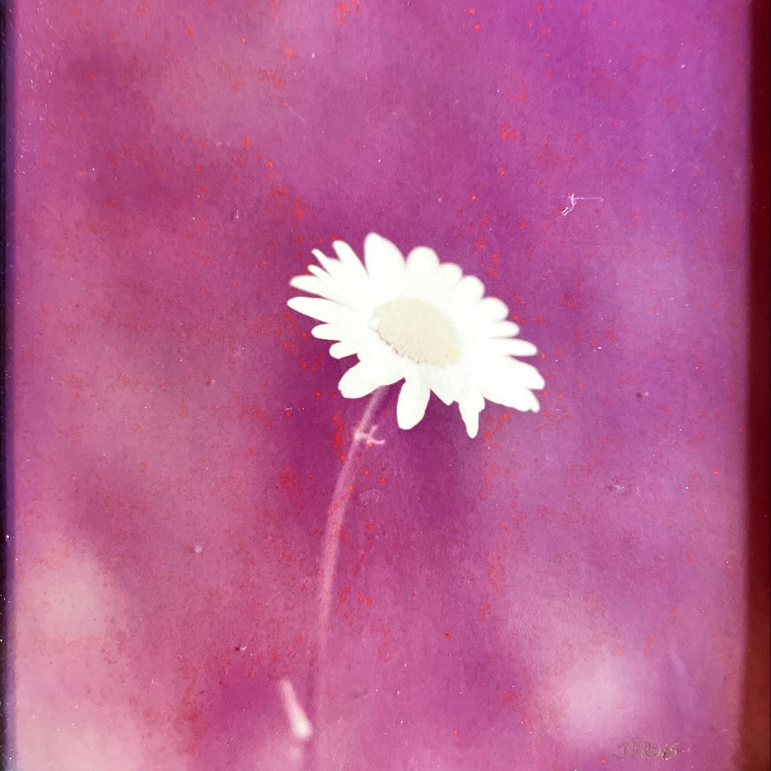Photo, Floral Jarvis, Cover view
