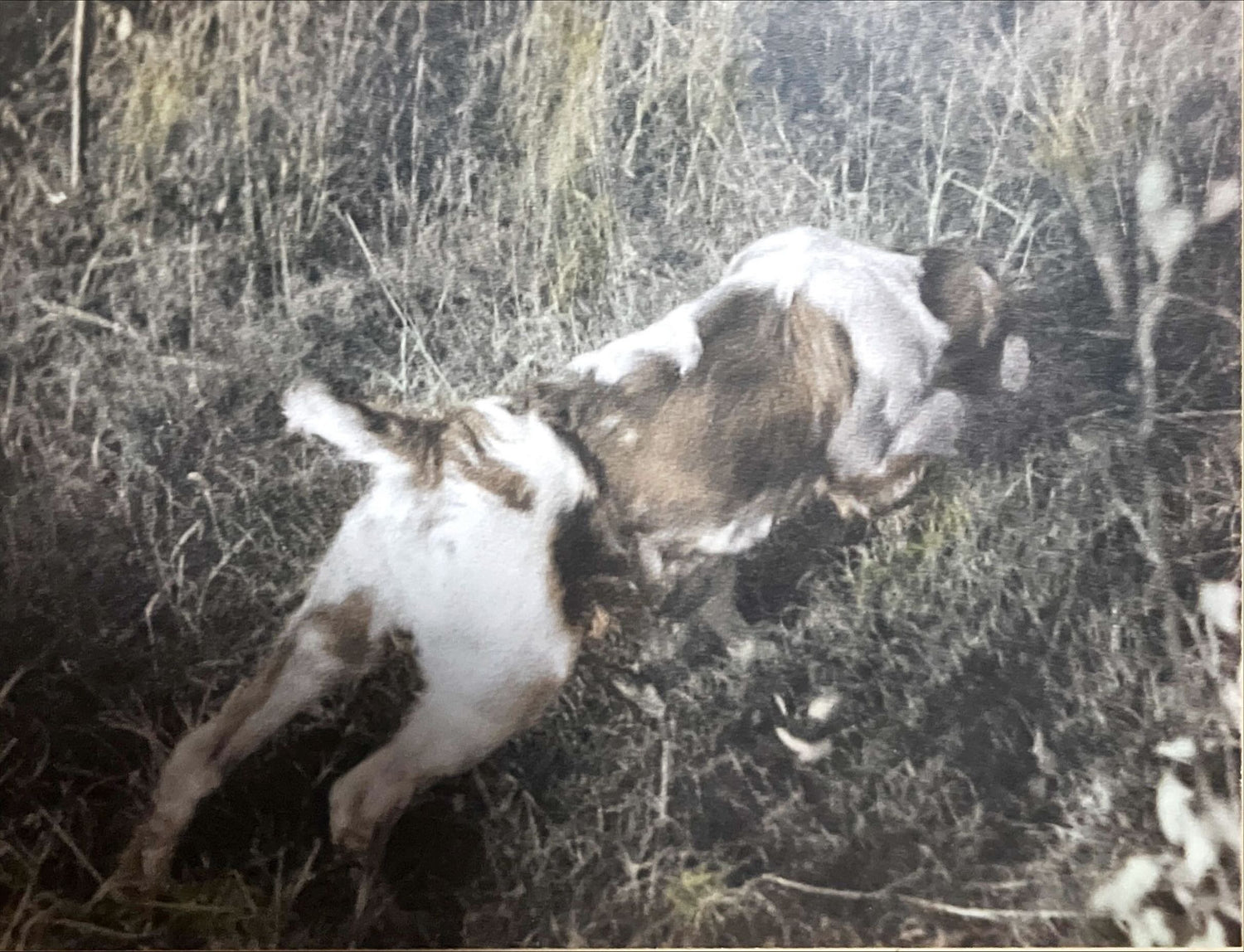 Print, Animals, Unknown Artist, Art view