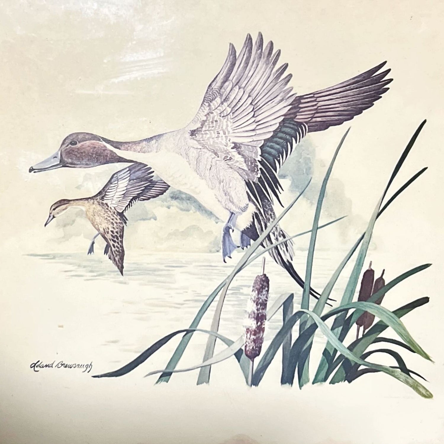 print, Waterfowl Leland Brewsaugh, Cover view