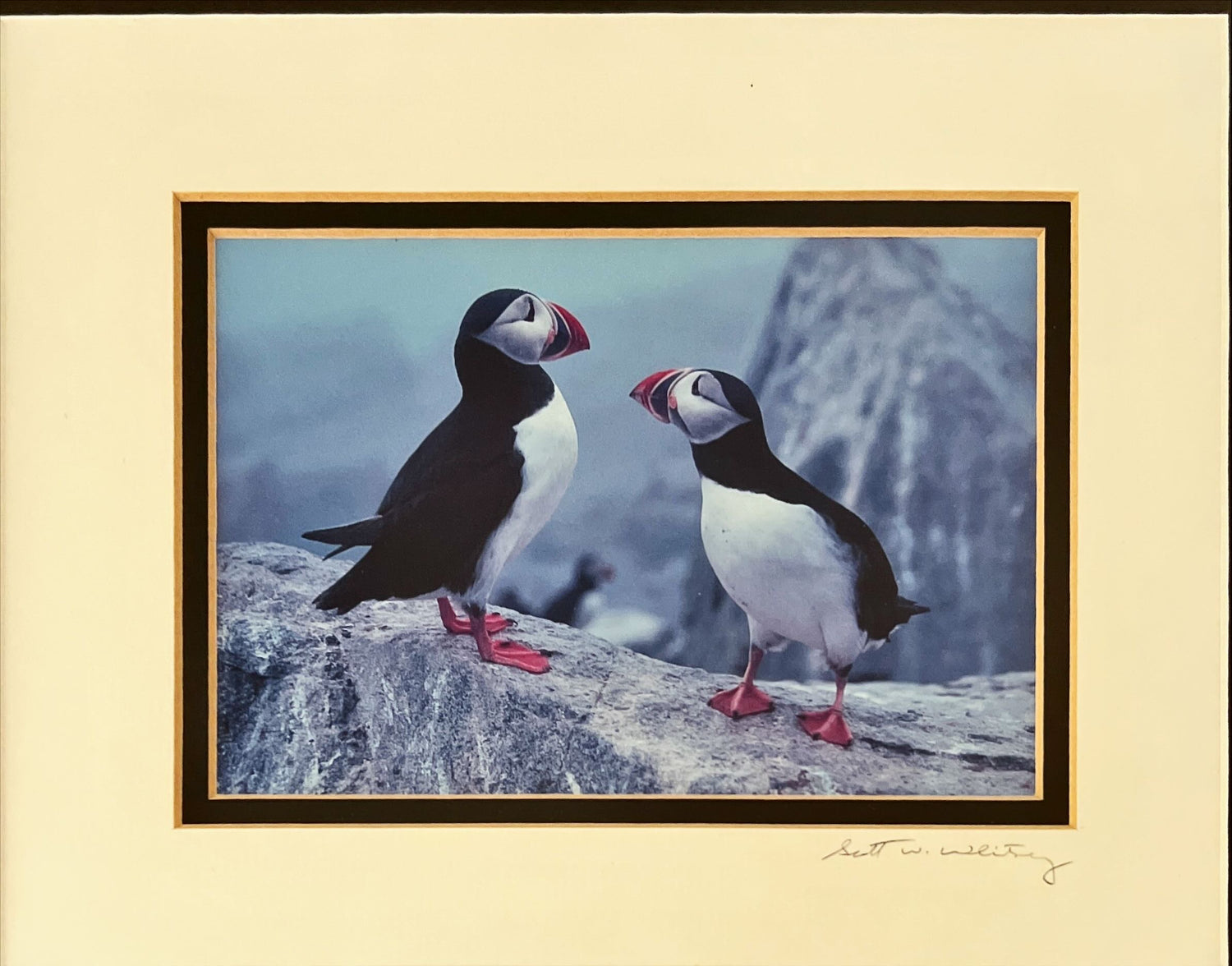 Photo, Birds Scott W. Whitrey, Art view
