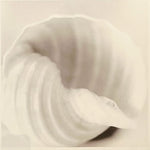 print, Still Life Unknown Artist, Cover view