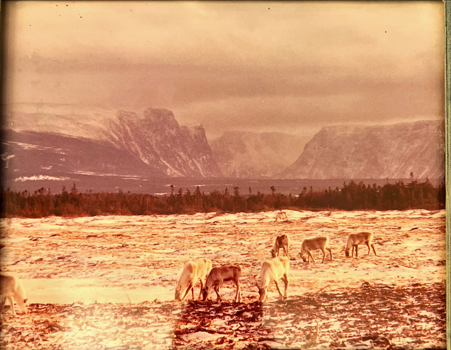 Photo, Animals Unknown Artist, Art view