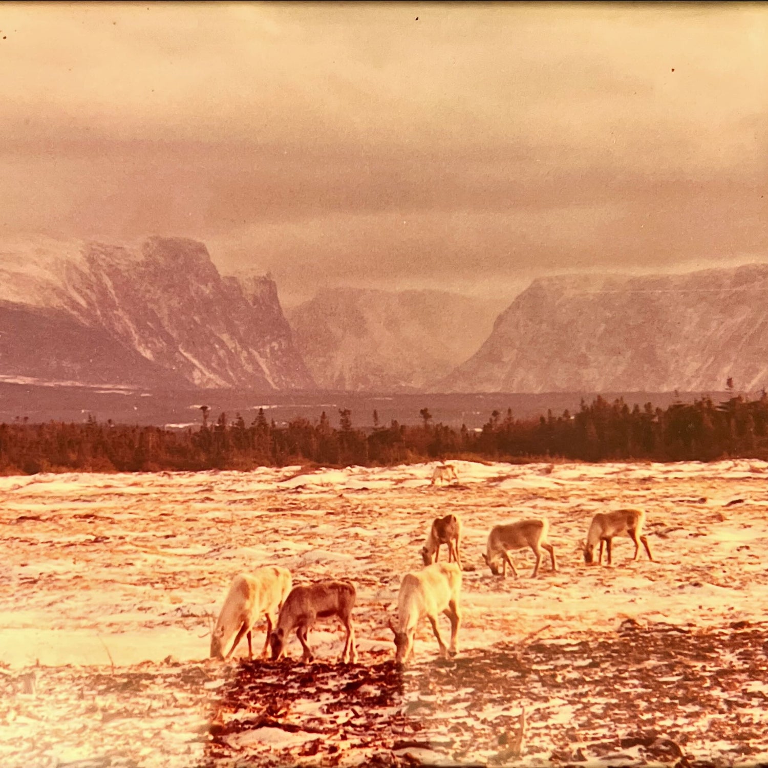 Photo, Animals Unknown Artist, Cover view