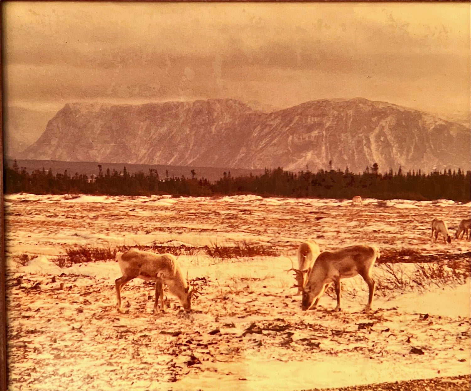 Photo, Animals Unknown Artist, Art view