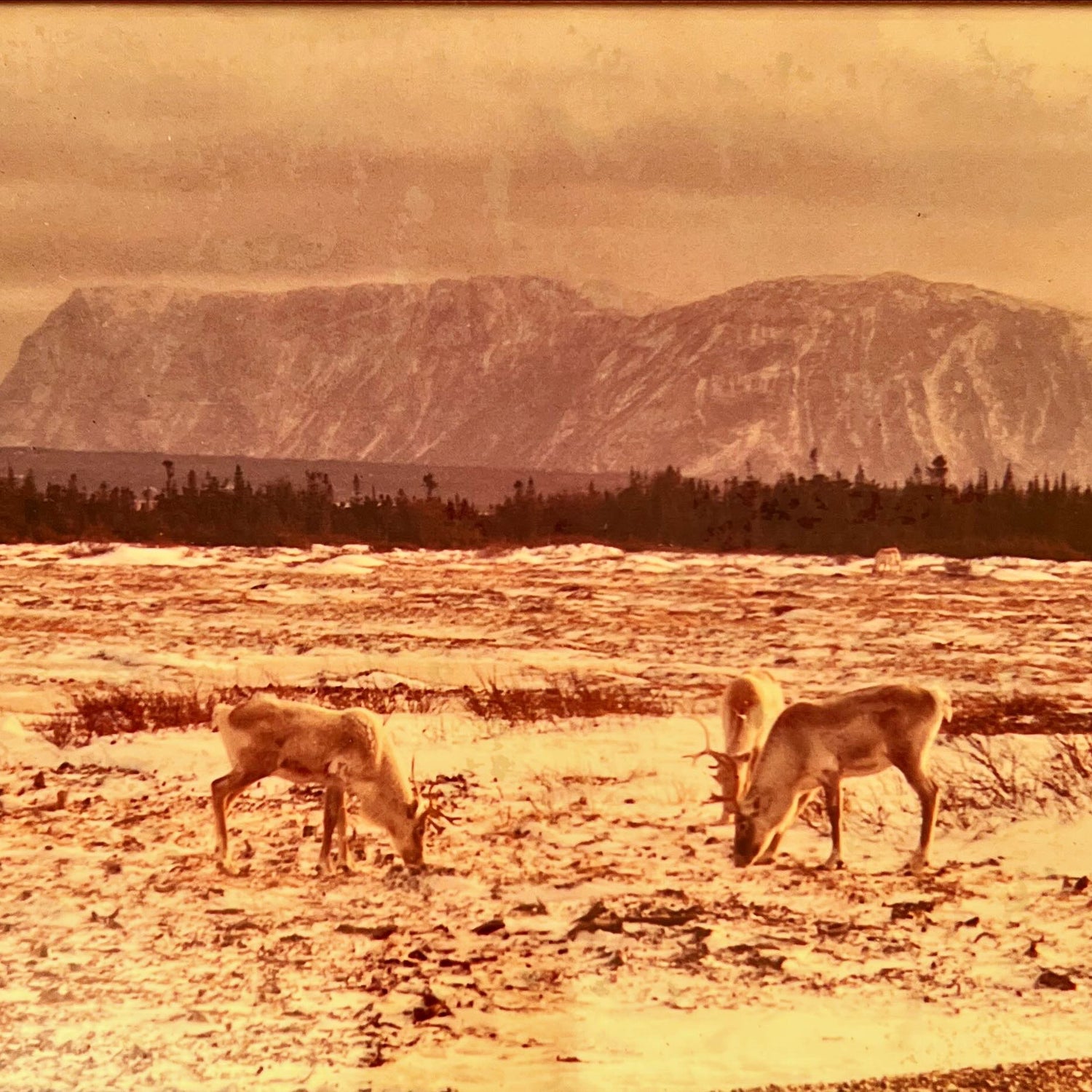 Photo, Animals Unknown Artist, Cover view